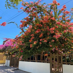 Galeria (12)